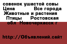 совенок ушастой совы › Цена ­ 5 000 - Все города Животные и растения » Птицы   . Ростовская обл.,Новочеркасск г.